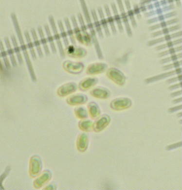 Pseudomerulius aureus? (Pseudomerulius aureus)